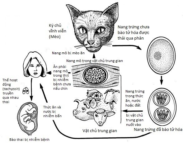Toxoplasma là bệnh gì?